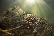 ../foto/ridottexsito/255_103_Mating toads in the sun.jpg